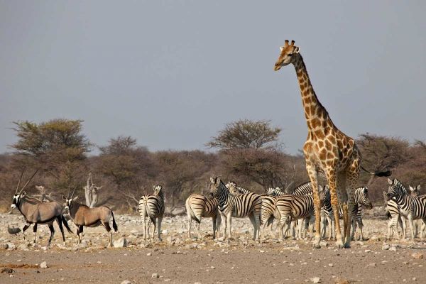 Namibia, Etosha NP Animals ongregate at water